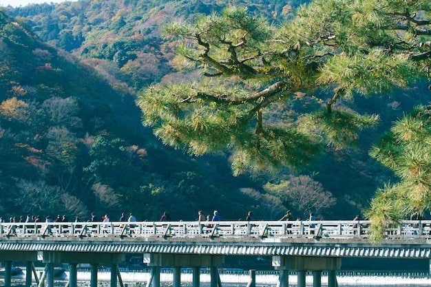 A panoramic view of Nami Island in South Korea, showcasing its tree-lined paths and serene lake, with a small group of tourists taking photos. The scene is reminiscent of the drama 